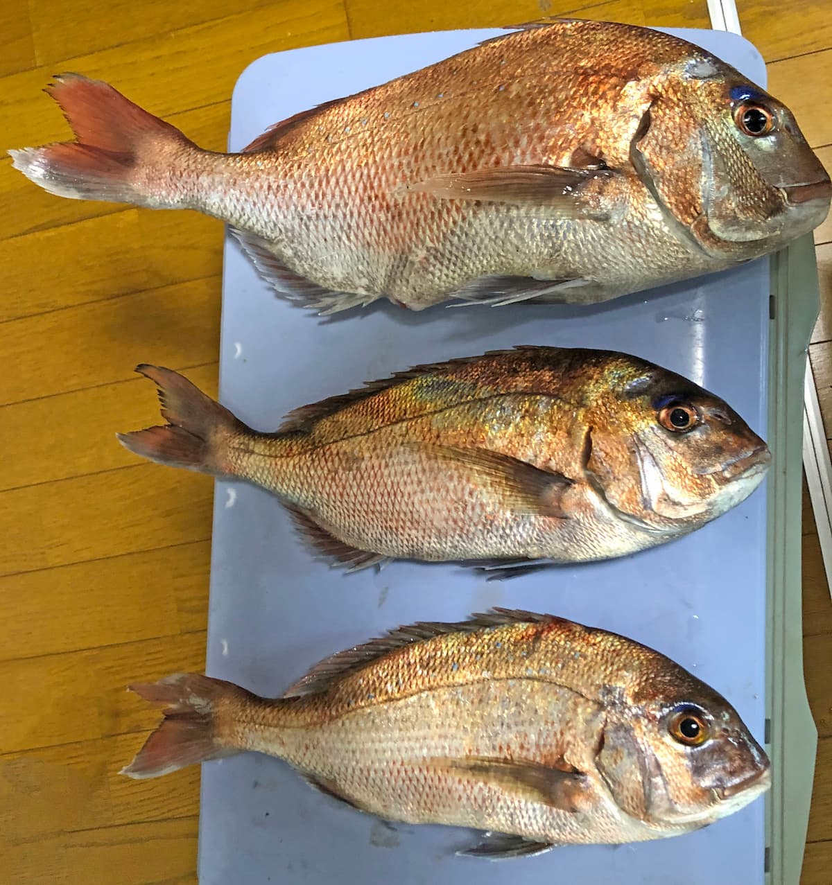 龍ヶ岳観光の釣果・真鯛の写真