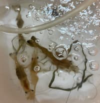 テナガエビイメージ写真