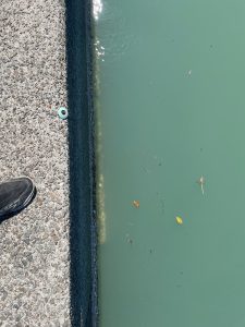 姫戸の濁った海の写真